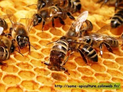 http://same-apiculture.colinweb.fr/
